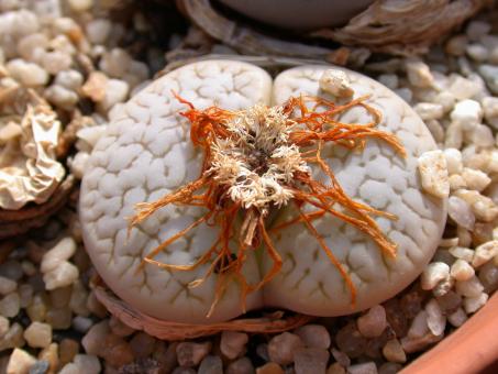 Lithops pseudotruncatella ssp. archerae C104 120km nw. of Maltahöhe, Namibia 