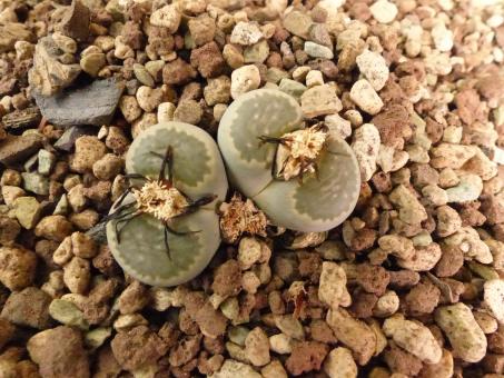 Lithops salicola C320 