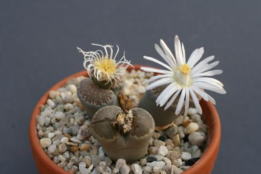 Lithops salicola maculata C86 30km se. of Hopetown, Cape Province 