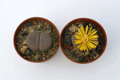 Lithops schwantesii C77 Near Helmeringhausen, Namibia 