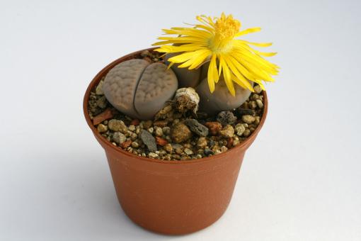 Lithops schwantesii C77 