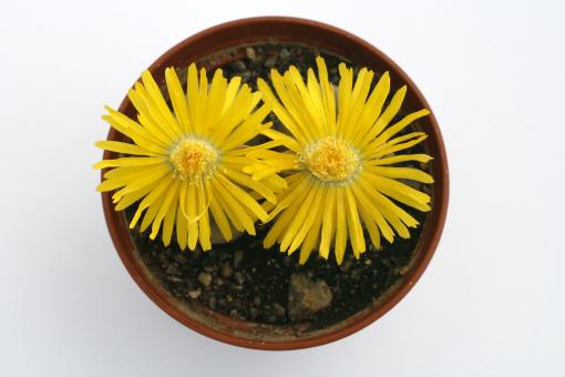 Lithops schwantesii ssp. marthae C299 120km sse of Aus, Namibia 