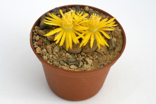 Lithops schwantesii ssp. rugosa C192 40km nw. of Helmeringhausen, Namibia 