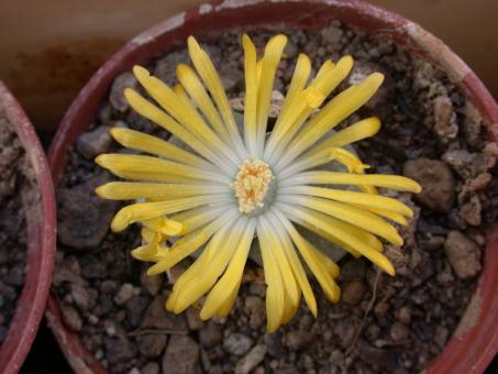 Lithops terricolor C130 