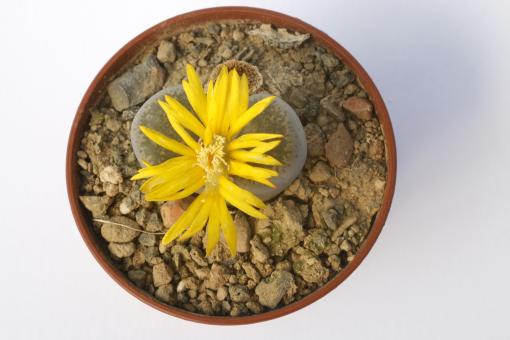 Lithops terricolor C130 