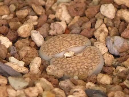 Lithops verruculosa 