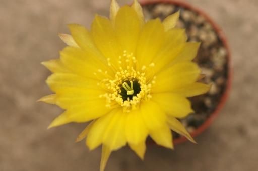 Lobivia arachnacantha v. densiseta WR186 e. of Valle Grande, Santa Cruz, BOL, 2100m 