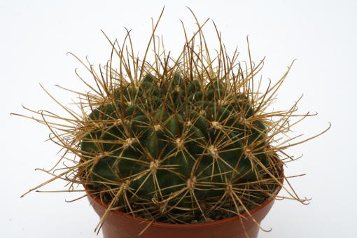 Lobivia chrysochete WR173 Santa Victoria, Quebrada de Humahuaca, Jujuy, ARG 