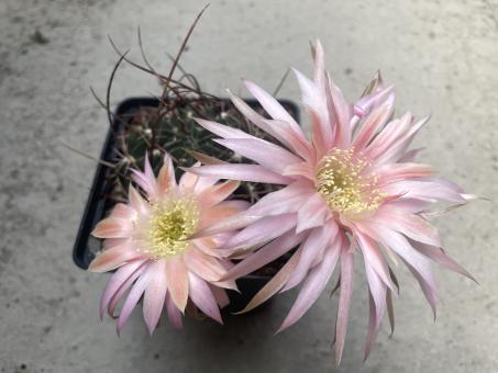 Lobivia ferox v. longispina 