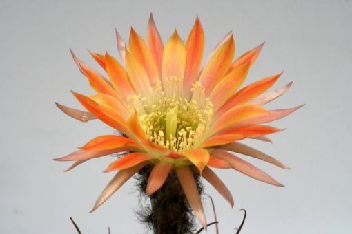 Lobivia ferox v. longispina 