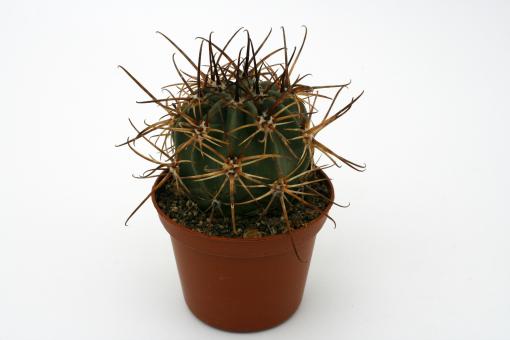 Lobivia ferox MN337 Garganta del Diabolo, Jujuy, ARG 