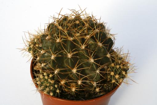 Lobivia leptacantha R422 Paucartambo, Cuzco, Peru, 3050m 