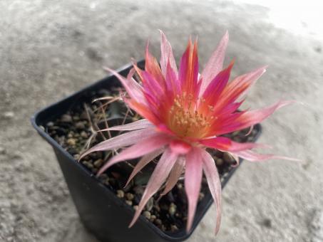 Lobivia pampana 