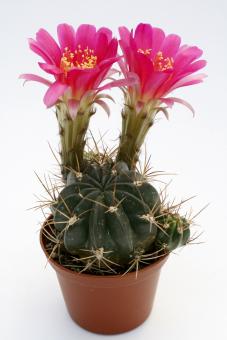 Lobivia pentlandii R201 La Paz, La Paz, BOL 