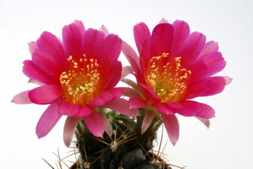 Lobivia pentlandii 
