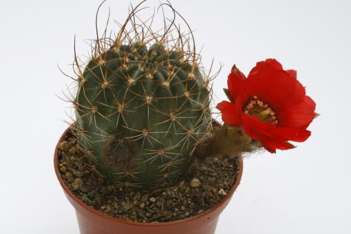 Lobivia saltensis 