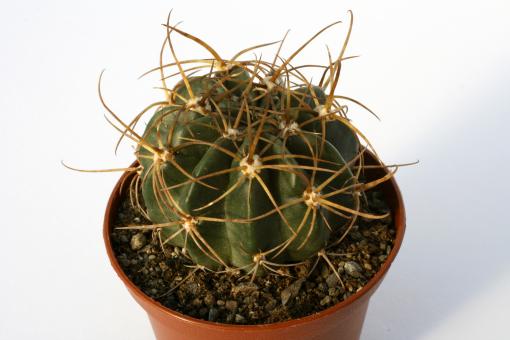 Lobivia tegeleriana ssp. albiflora 