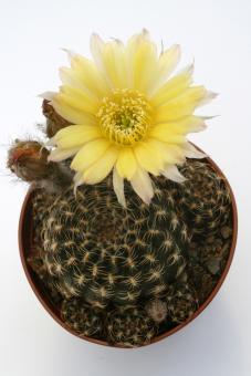 Lobivia tiegeliana ssp. flaviflora 
