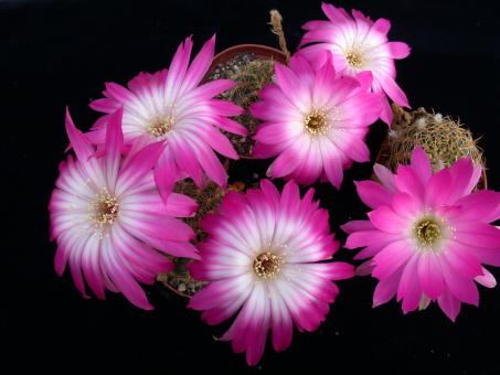 Lobivia winteriana 