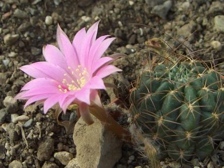 Lobivia wrightiana 