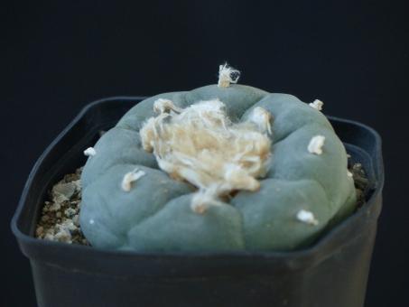Lophophora decipiens % 