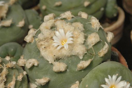 Lophophora diffusa % Pena Blanca, Qro, MEX 