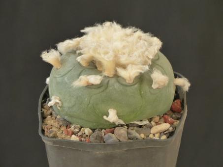 Lophophora diffusa % 