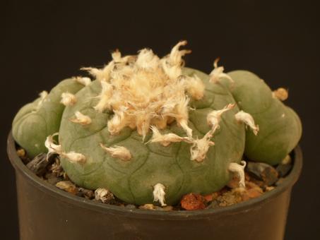 Lophophora diffusa % 