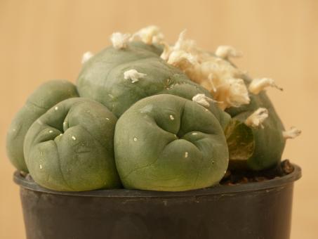 Lophophora diffusa % 