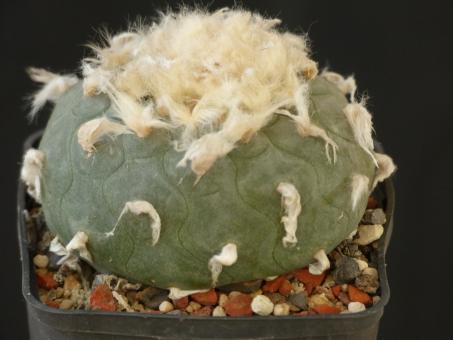 Lophophora diffusa v. koehresii % 