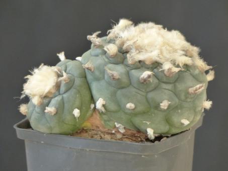 Lophophora diffusa v. koehresii % 