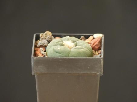 Lophophora diffusa v. koehresii % 