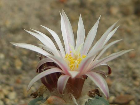 Lophophora diffusa v. koehresii % 