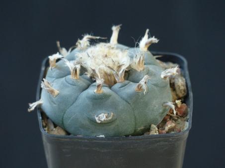 Lophophora diffusa v. ziegleri % 