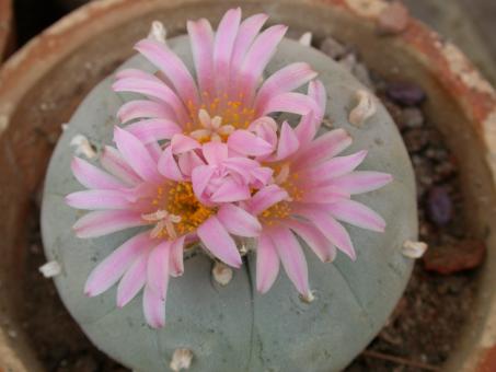 Lophophora fricii % 