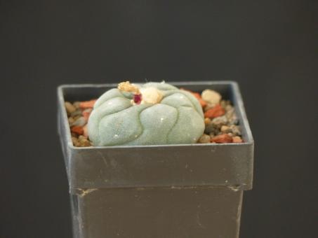 Lophophora fricii % 
