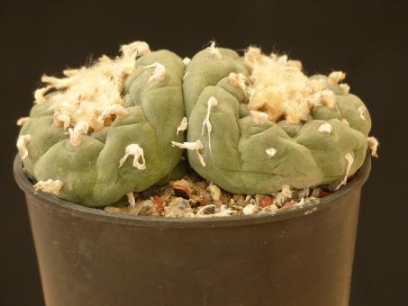 Lophophora fricii % 