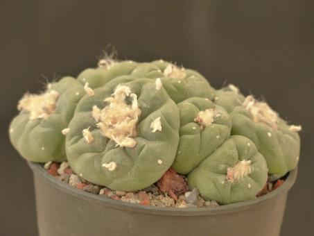 Lophophora fricii % 