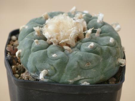 Lophophora fricii % 