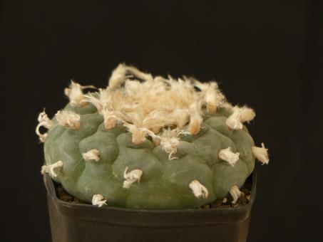 Lophophora fricii % 