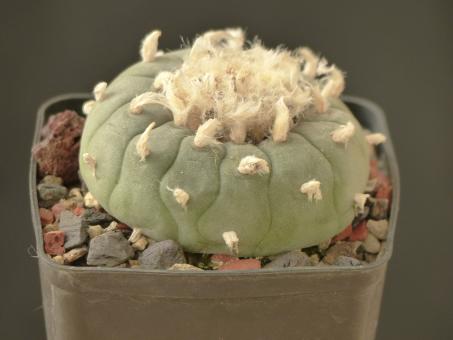 Lophophora fricii v. albiflora % 