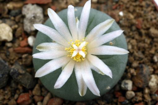 Lophophora fricii v. albiflora % 