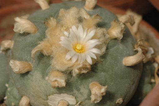 Lophophora lutea % Queretaro, MEX 