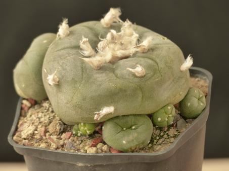 Lophophora lutea % Queretaro, MEX 