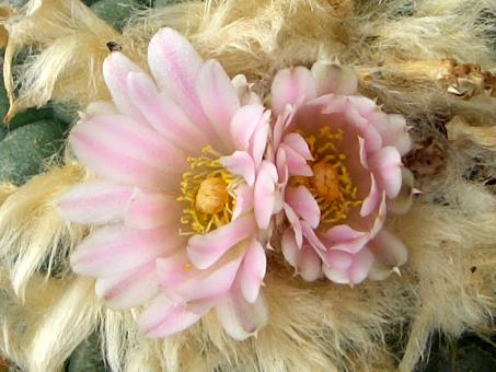 Lophophora williamsii % n. of Saltillo, MEX57 km 35, Coah, MEX 