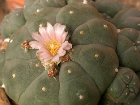 Lophophora williamsii % 