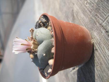 Lophophora decipiens % 