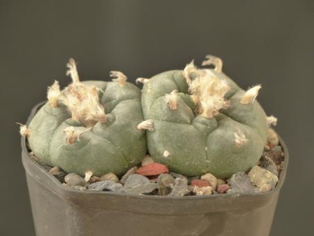 Lophophora williamsii % 