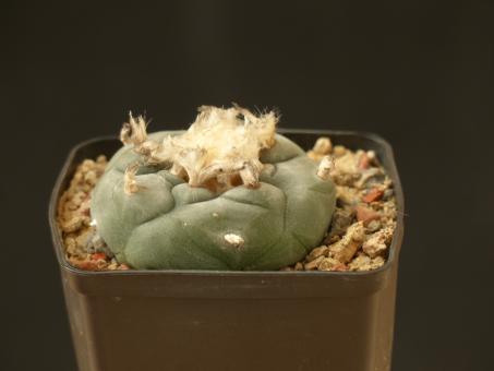Lophophora williamsii % 