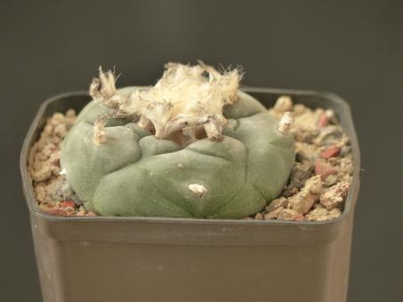 Lophophora williamsii % n. of Saltillo, MEX57 km 35, Coah, MEX 